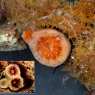 dettagli di coralliti